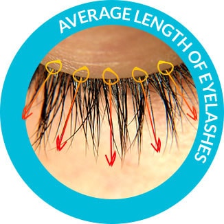 Average Length of Eyelashes