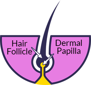 The Dermal Papilla